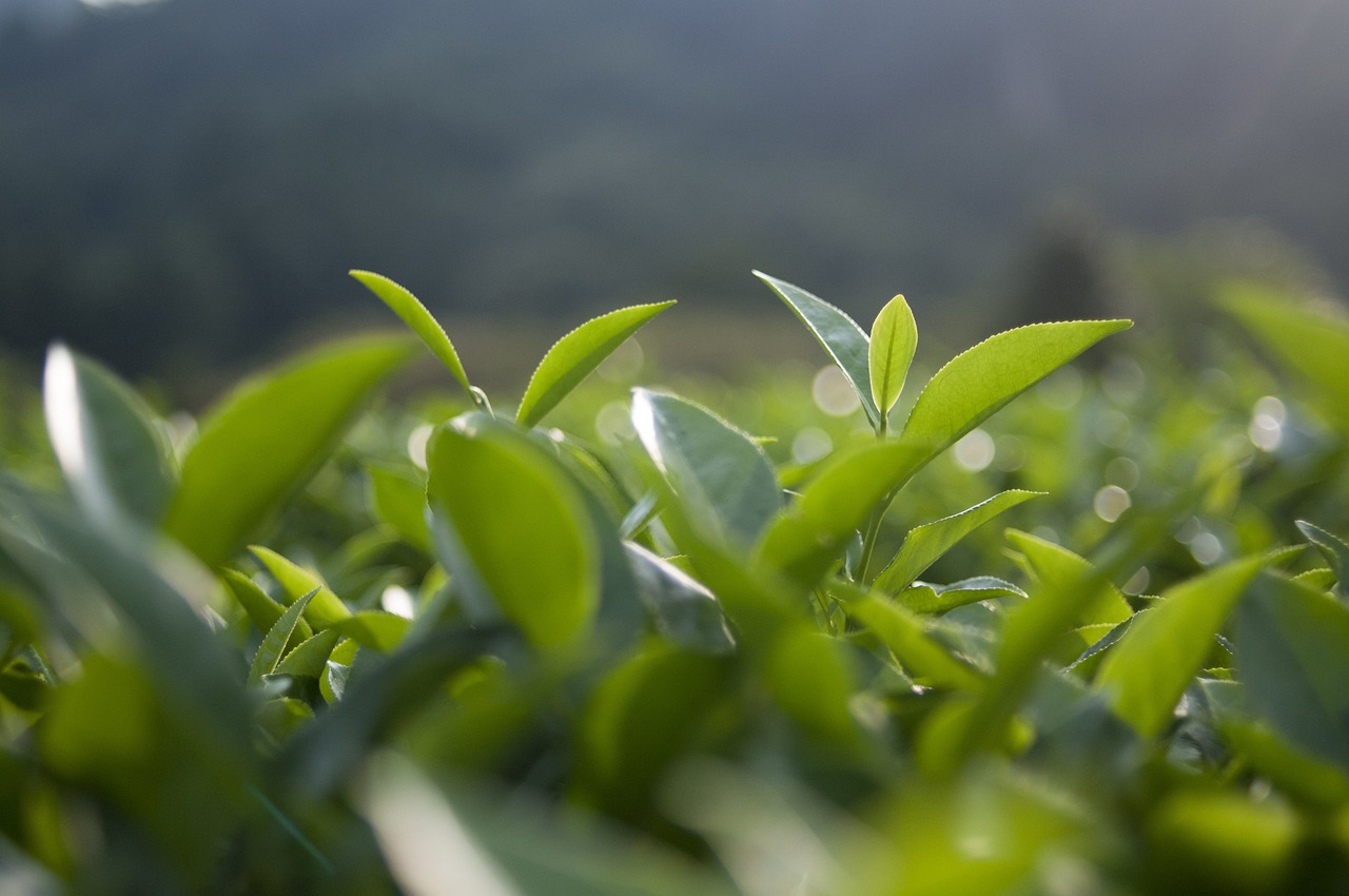 茶叶价格等级解析，揭秘茶叶市场的价值奥秘，茶叶价格等级，，茶叶价格等级揭秘，解码茶叶市场价值奥秘